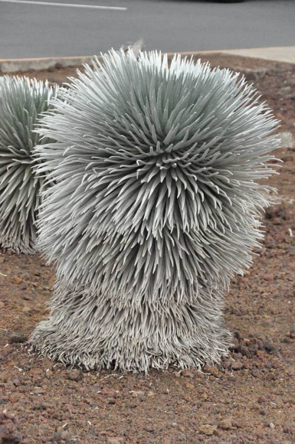As estranhas plantas que crescem a 3 mil metros de altitude, no topo do vulcão Haleakala, em  Maui, no Havaí
